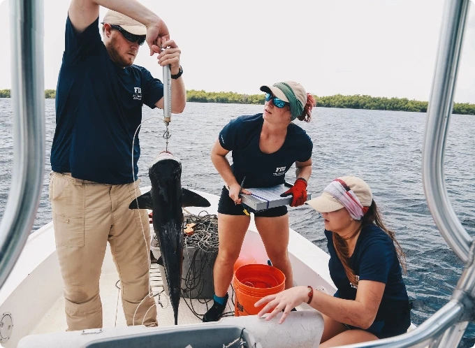 FIU researchers study sharks